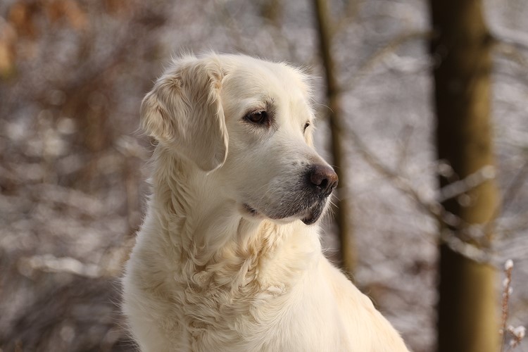 Wild Pepper Golden Retriever