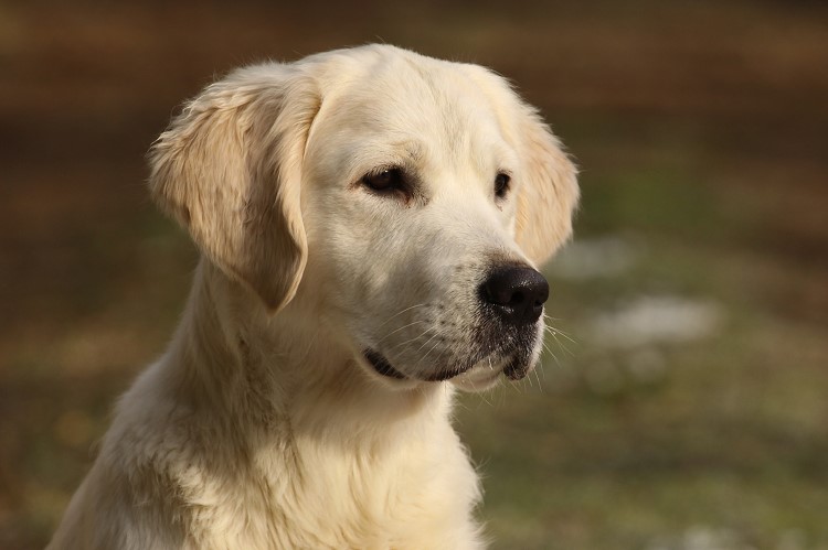 Wild Pepper Golden Retriever
