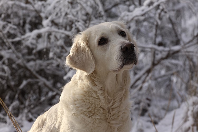 Wild Pepper Golden Retriever