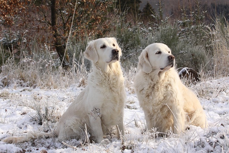 Wild Pepper Golden Retriever