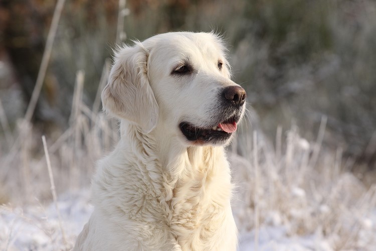 Wild Pepper Golden Retriever