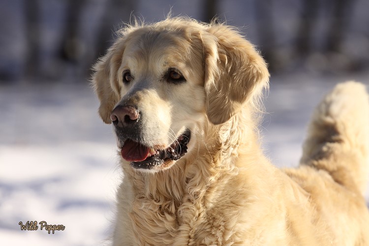 Wild Pepper Golden Retriever