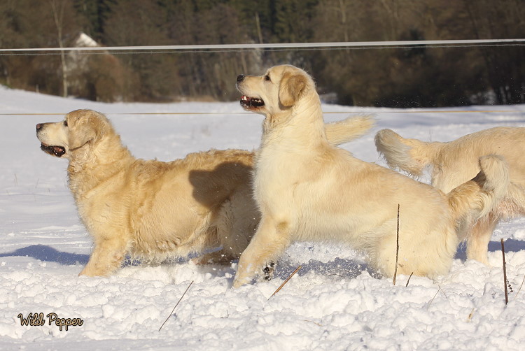Wild Pepper Golden Retriever