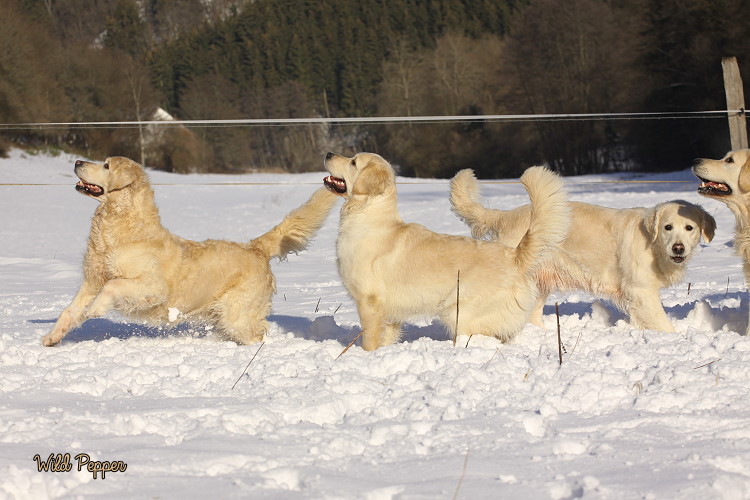 Wild Pepper Golden Retriever