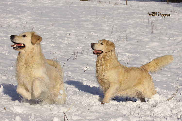 Wild Pepper Golden Retriever