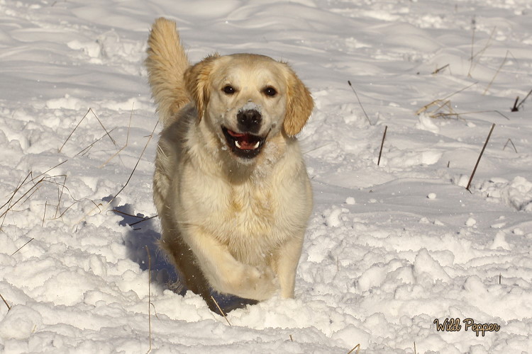 Wild Pepper Golden Retriever