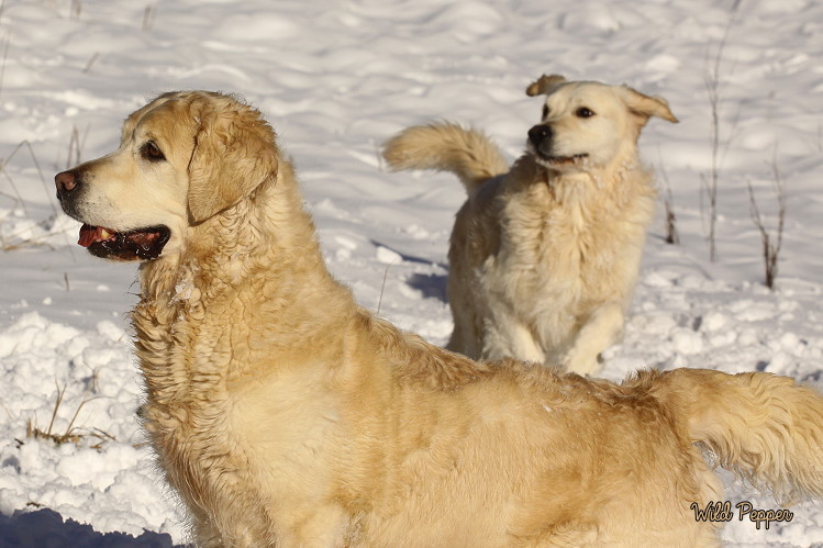 Wild Pepper Golden Retriever