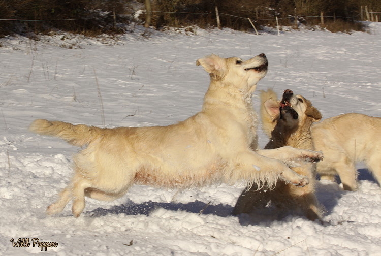 Wild Pepper Golden Retriever