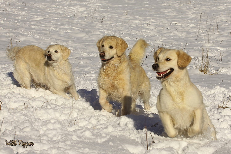 Wild Pepper Golden Retriever