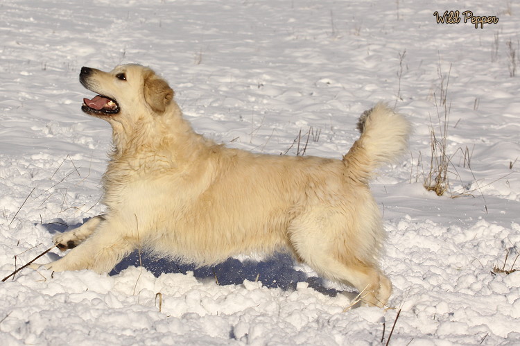 Wild Pepper Golden Retriever