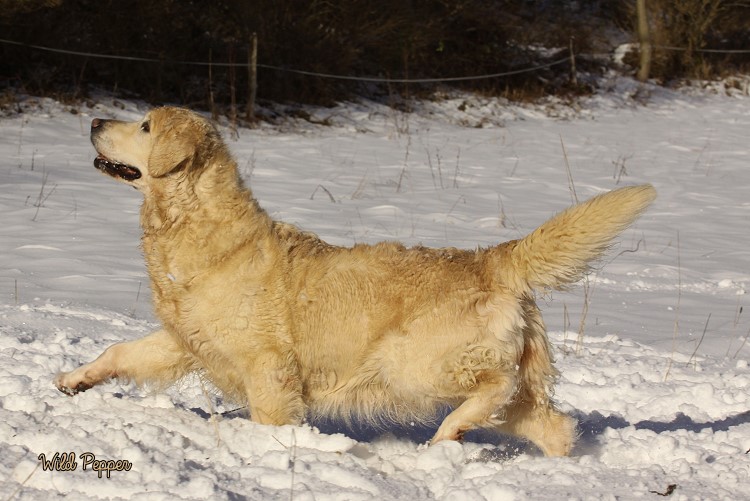 Wild Pepper Golden Retriever