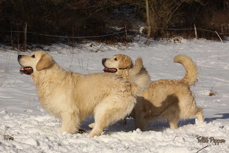 Wild Pepper Golden Retriever