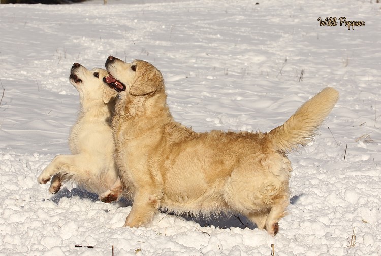 Wild Pepper Golden Retriever