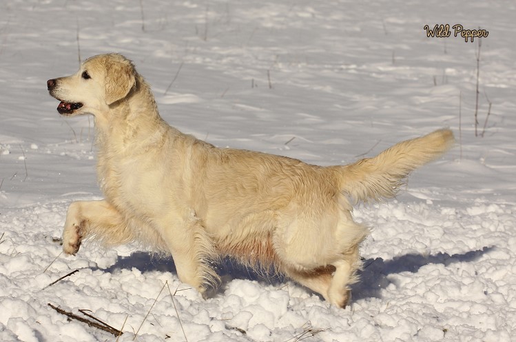 Wild Pepper Golden Retriever