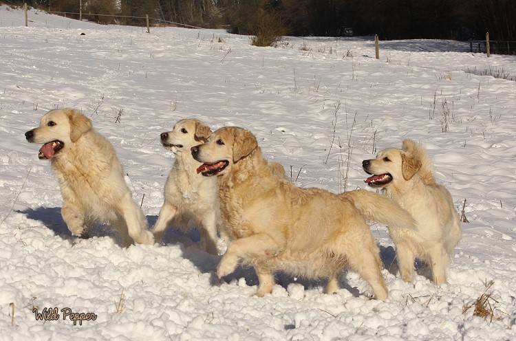 Wild Pepper Golden Retriever