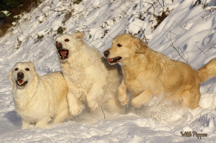 Wild Pepper Golden Retriever