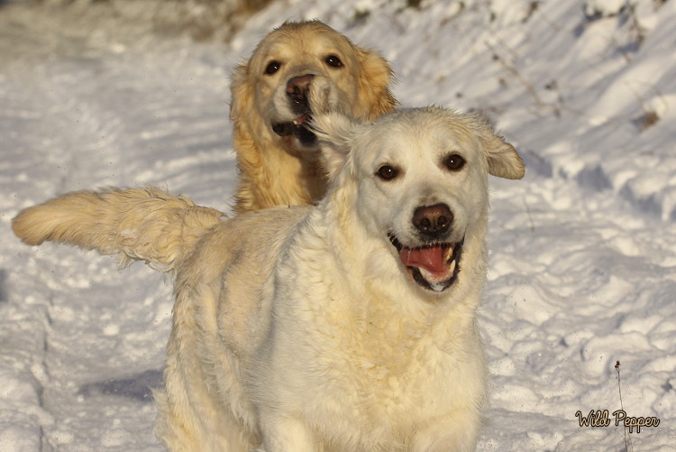 Wild Pepper Golden Retriever