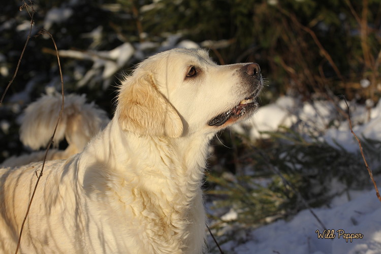 Wild Pepper Golden Retriever