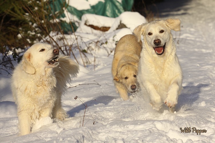 Wild Pepper Golden Retriever