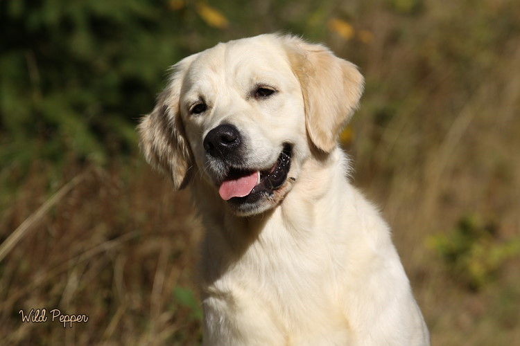 Wild Pepper Golden Retriever