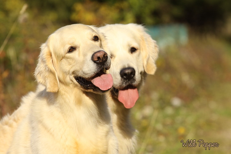 Wild Pepper Golden Retriever
