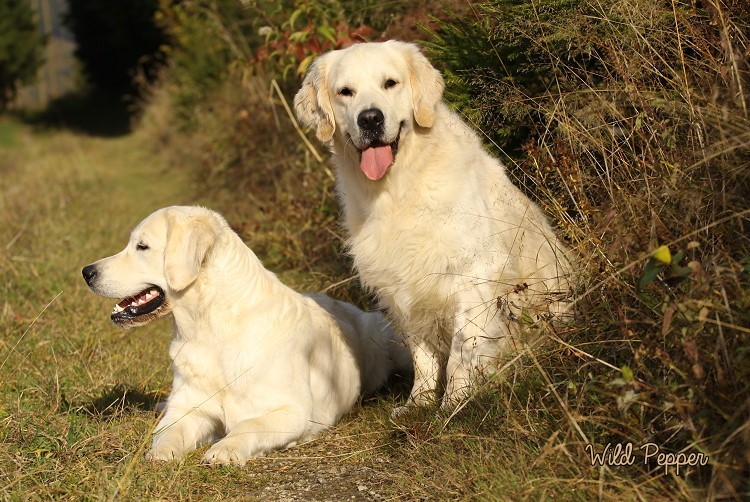 Wild Pepper Golden Retriever