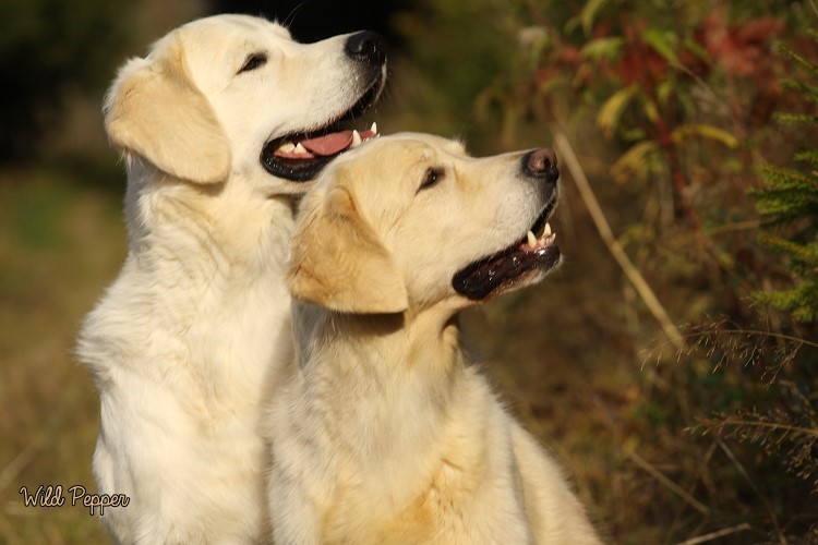 Wild Pepper Golden Retriever