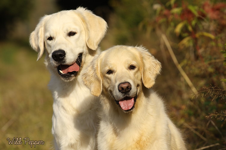 Wild Pepper Golden Retriever