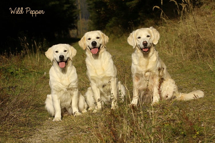 Wild Pepper Golden Retriever