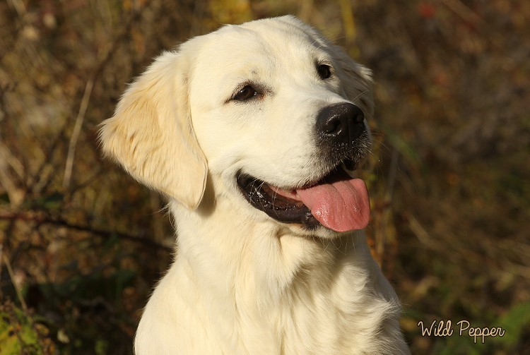 Wild Pepper Golden Retriever