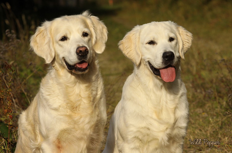 Wild Pepper Golden Retriever