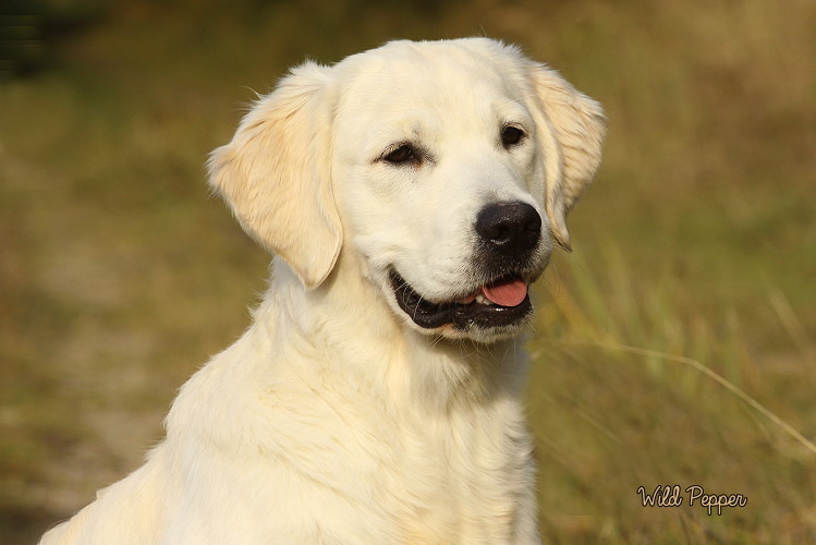 Wild Pepper Golden Retriever
