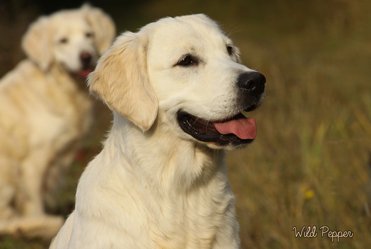Wild Pepper Golden Retriever