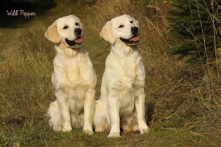 Wild Pepper Golden Retriever