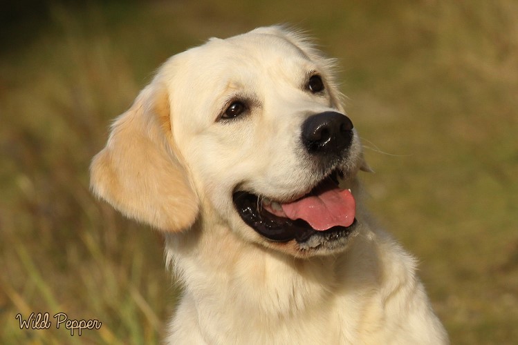Wild Pepper Golden Retriever