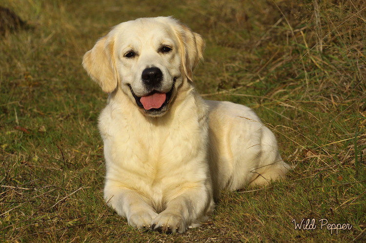 Wild Pepper Golden Retriever