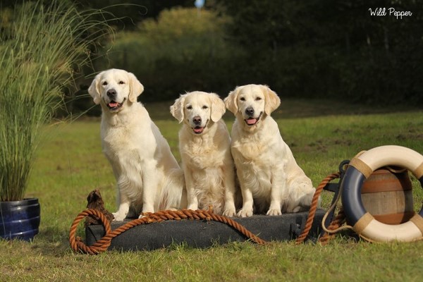 Linus, Rose und Lola