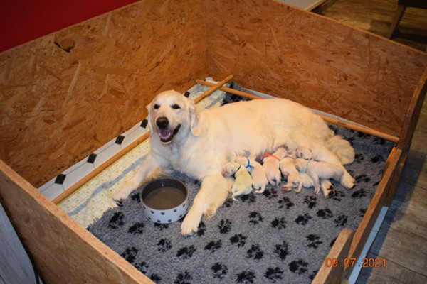 Golden vom Wurmrevier