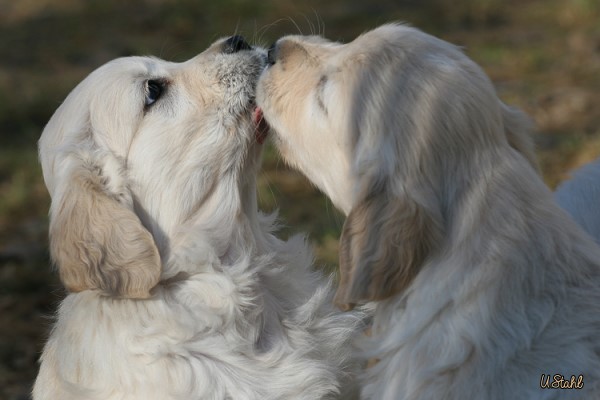 Welpen von Tristan und Holly