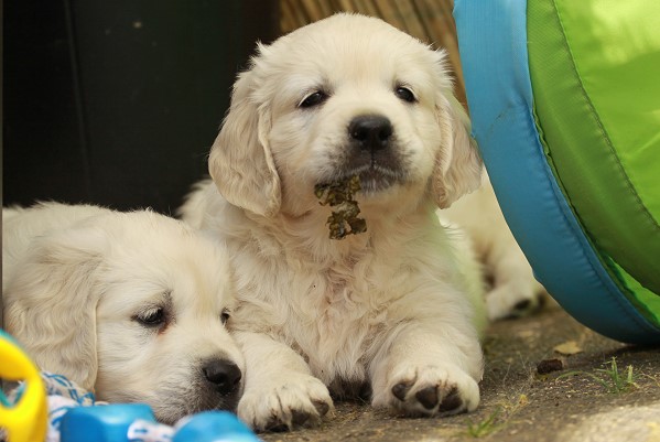 Nachzucht von Tristan und Tiffy