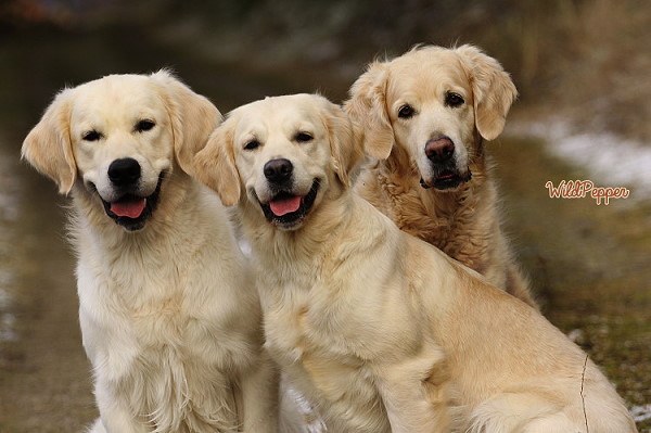 Hippie, Babs und Mama Florence