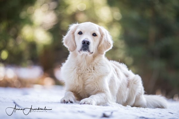 Wild Pepper Justify My Love