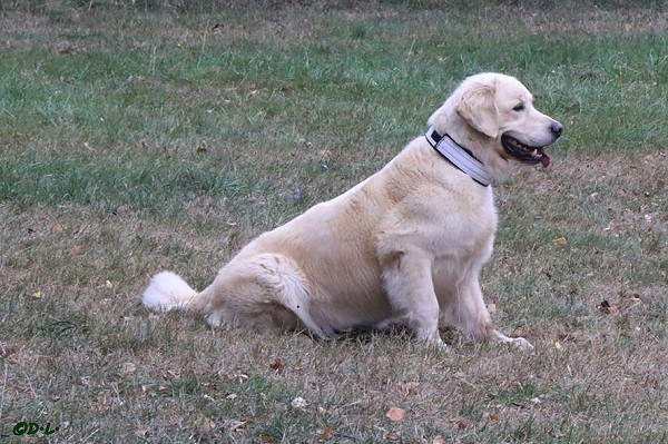 Wild Pepper Gimme All Your Lovin`