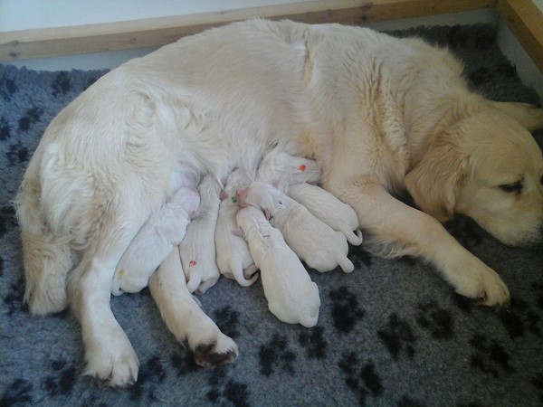 Shyra`s Golden I-Wurf