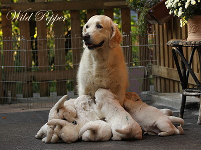 Flo mit ihren Welpen
