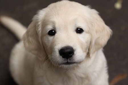 Welpe Wild Pepper G-Wurf