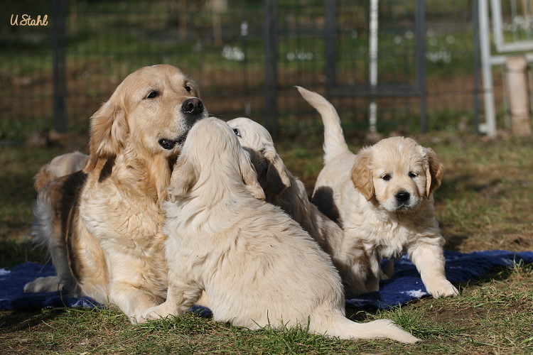 Welpen von Tristan und Holly