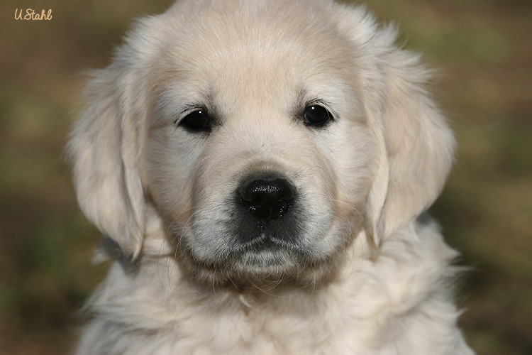 Welpen von Tristan und Holly