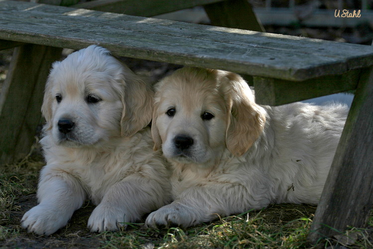 Welpen von Tristan und Holly