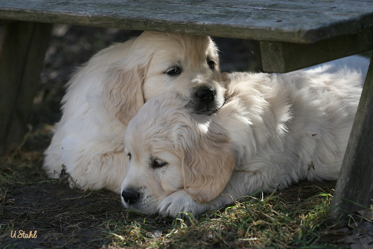 Welpen von Tristan und Holly